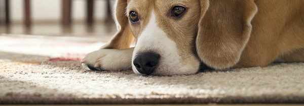 Quel est le meilleur aspirateur pour les poils d'animaux