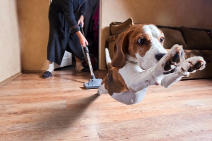 Quel est le meilleur aspirateur pour poils de chiens ? Notre TOP 3